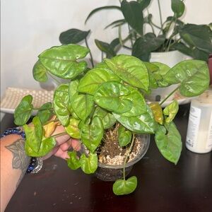 Syngonium podophyllum